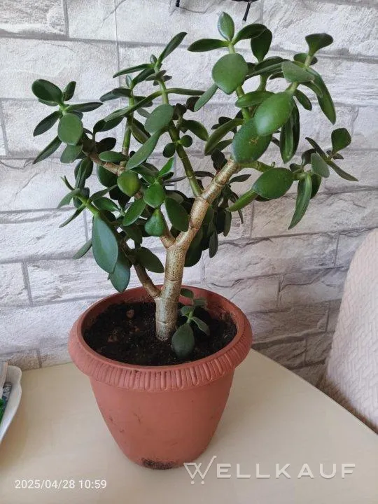 Geldbaum