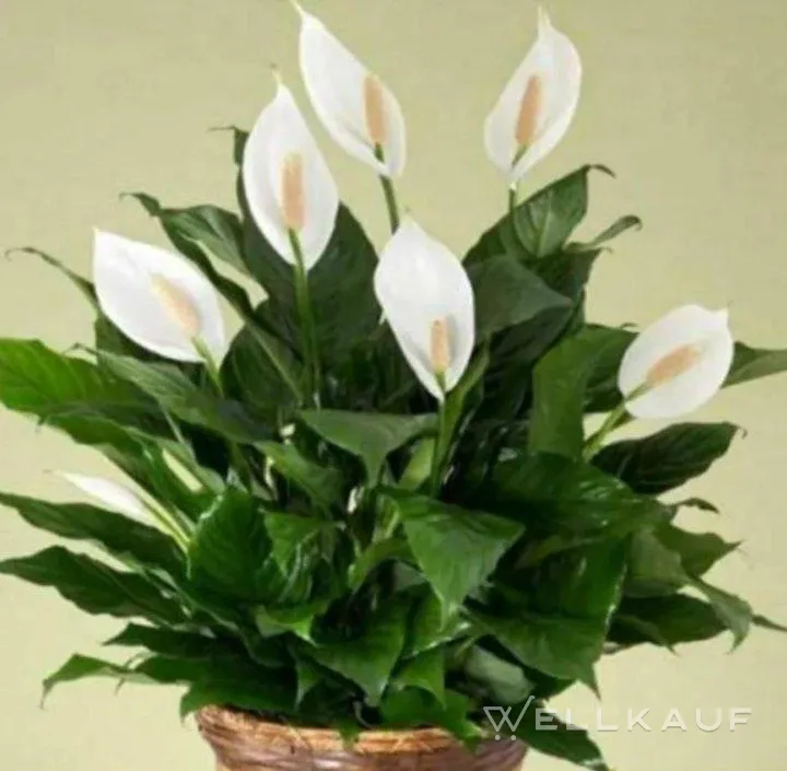 Spathiphyllum