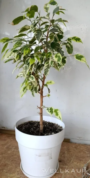 Ficus Benjamina