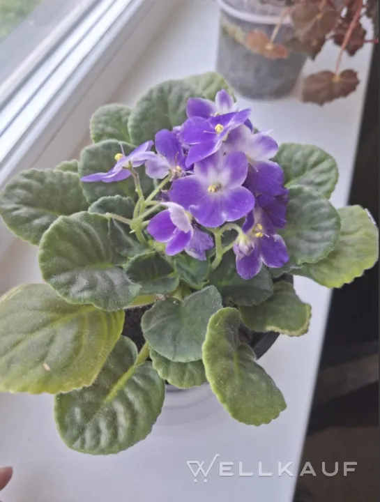 Violette Blume