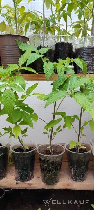 Tomate