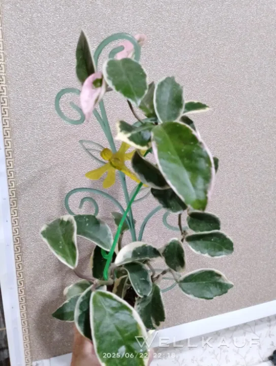 Hoya