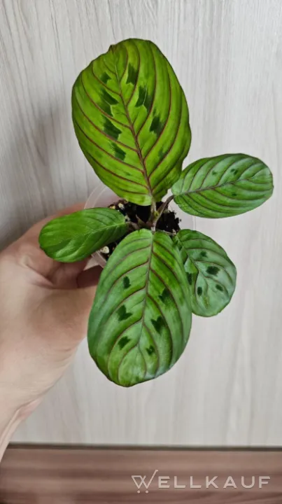 Maranta Tricolor
