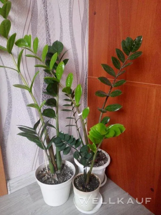 Zamiokulkas