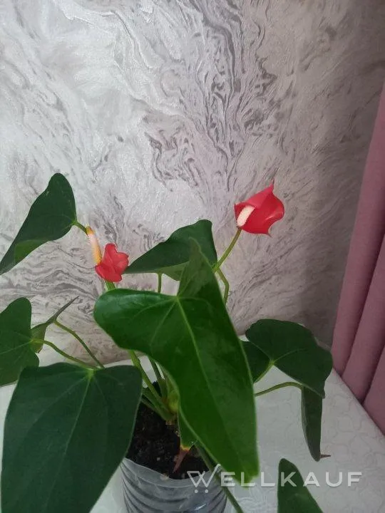 Anthurium Mini