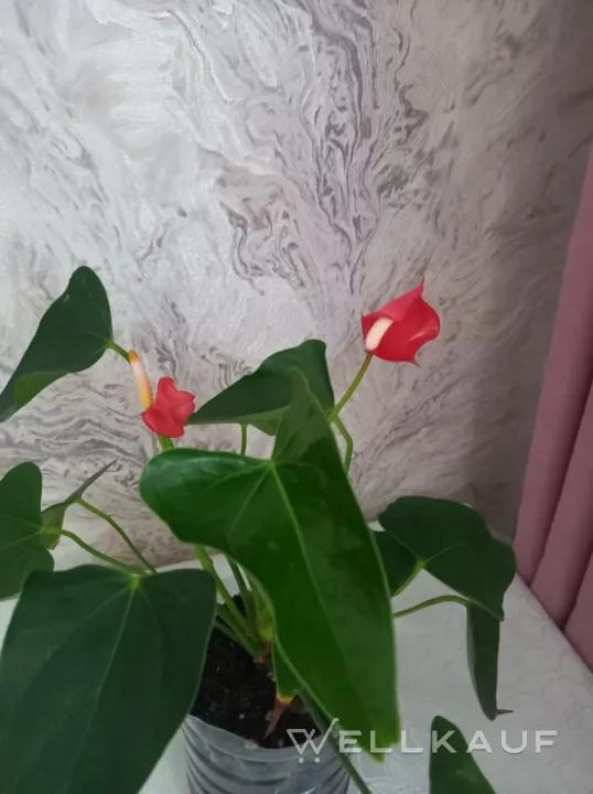 Anthurium mini