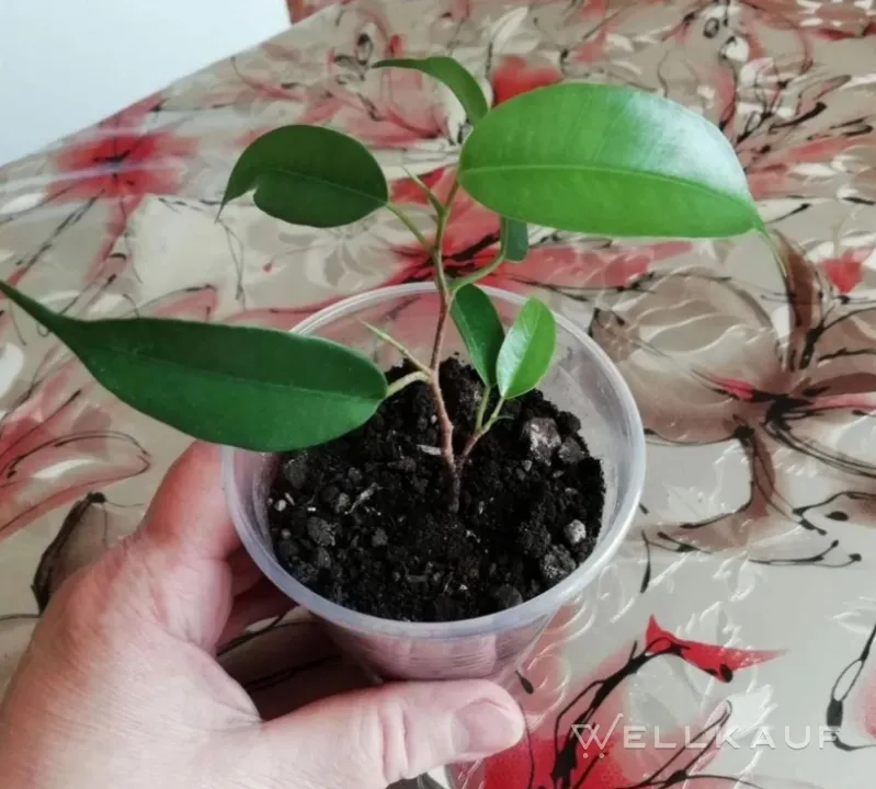 Ficus benjamina