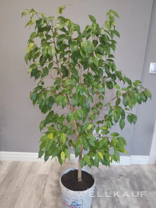Ficus Benjamina groß