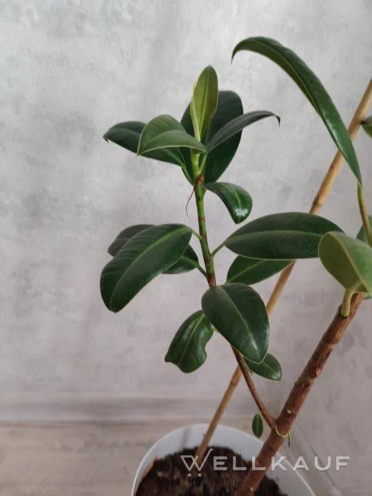 Ficus-Prozess