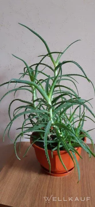 Aloe