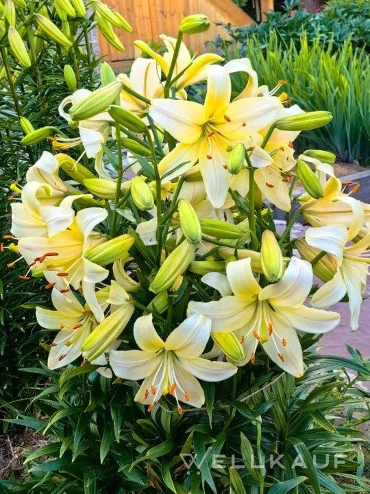 Lilien Setzlinge