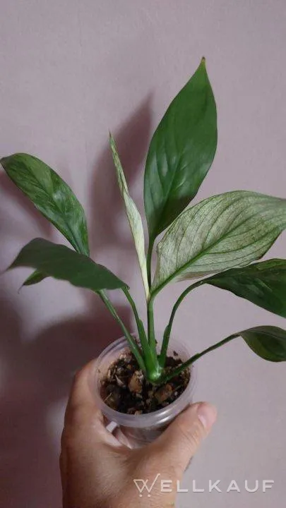 Spatifilum Variegate
