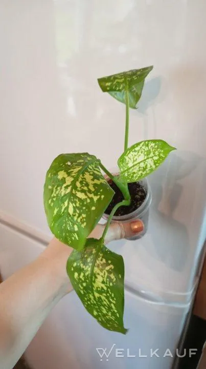 Dieffenbachia