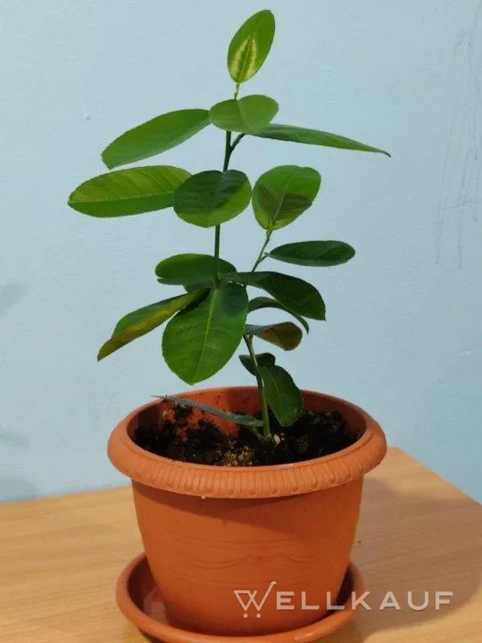 Zitronenbaum