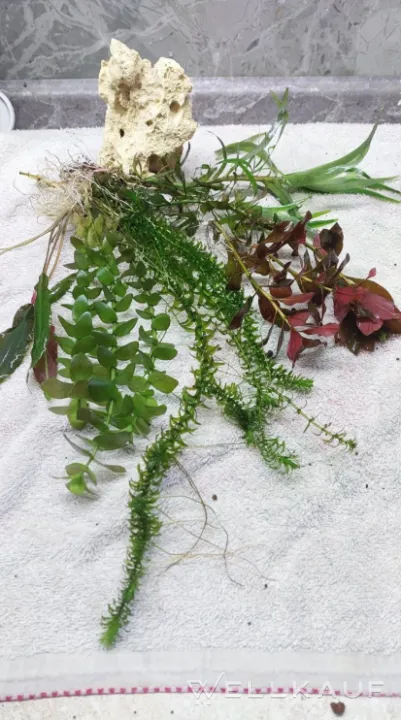 Aquarienpflanzen-Set