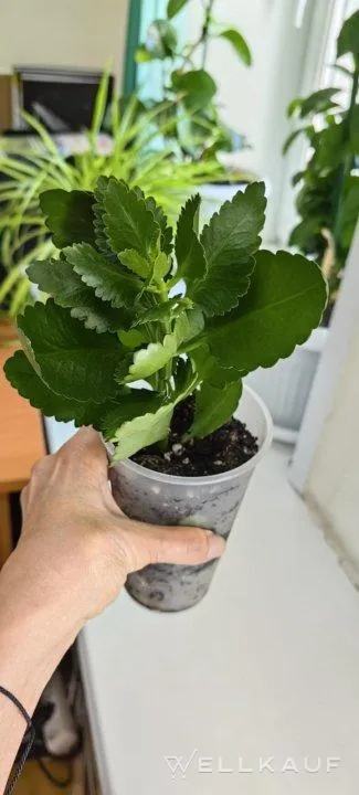 Kalanchoe