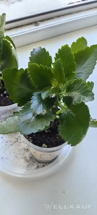Kalanchoe