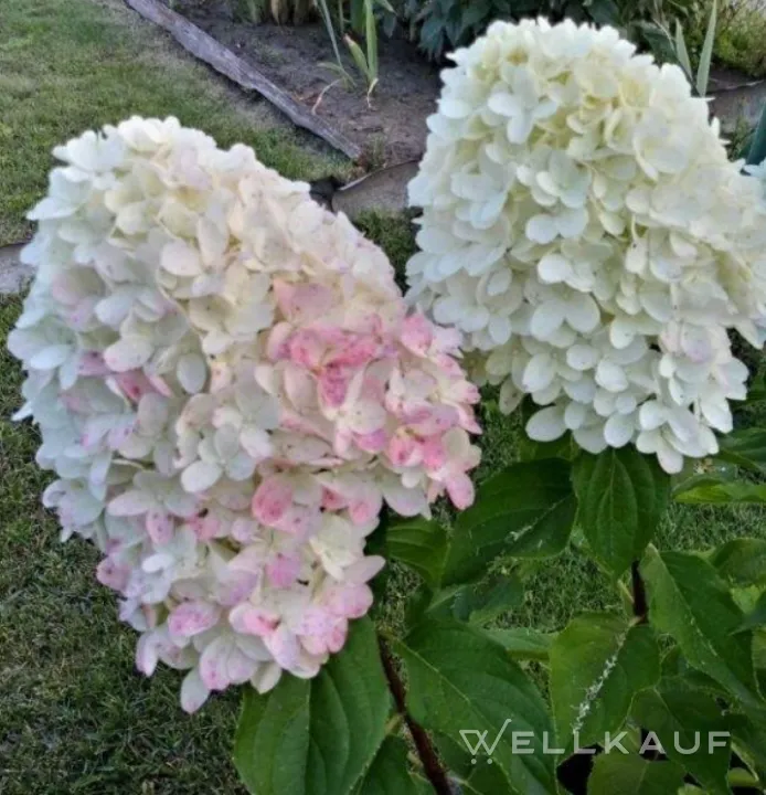 Hortensie