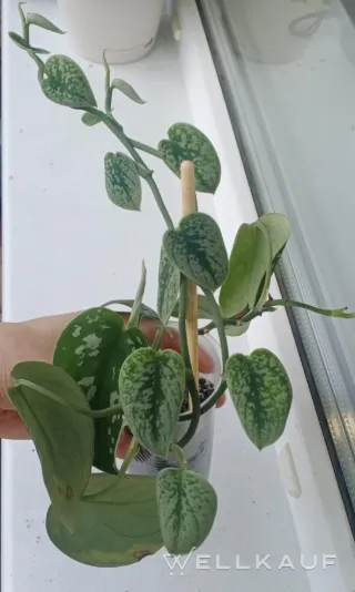 Scindapsus pictus
