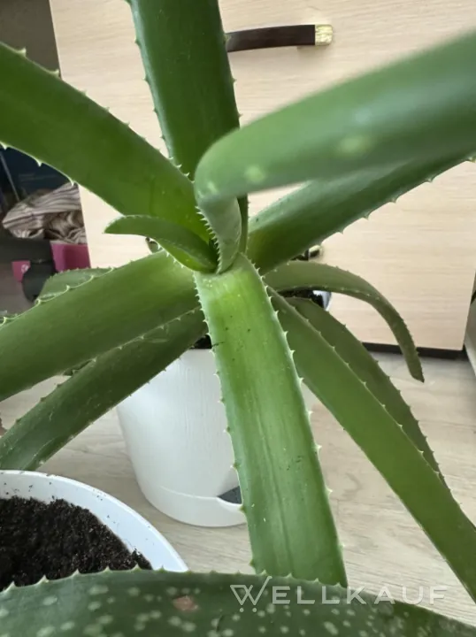 Aloe