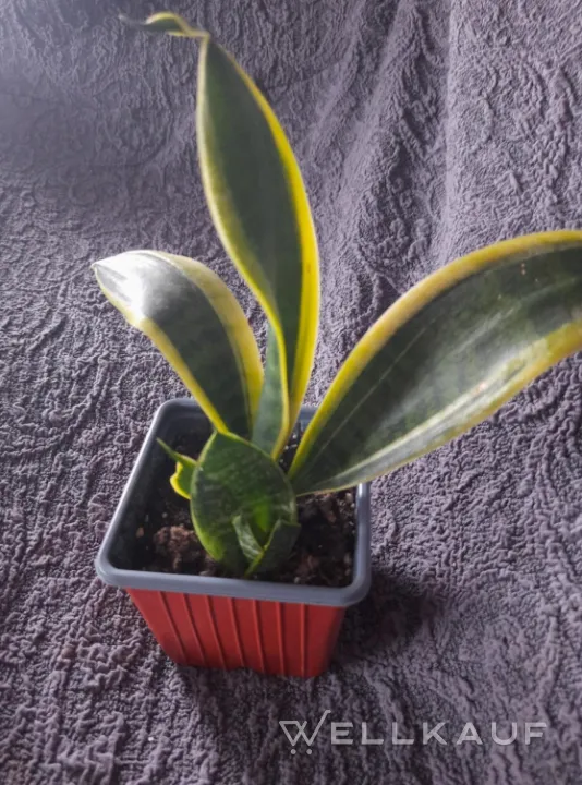 Sansevieria