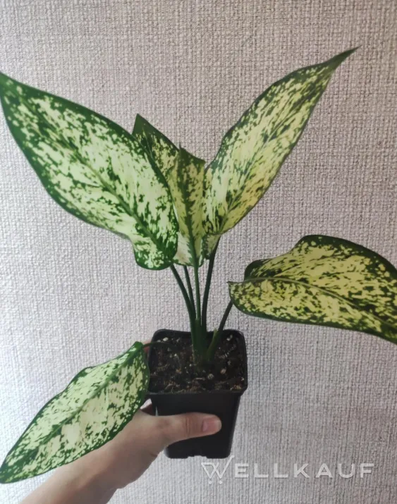 Aglaonema