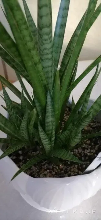 Sortensorte Sansevieria