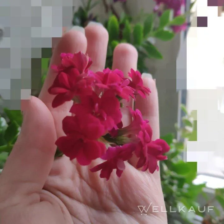 Kalanchoe blüht