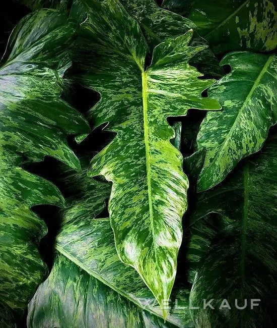 Philodendron – große Sorte.
