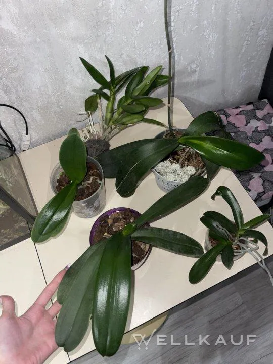Orchidee
