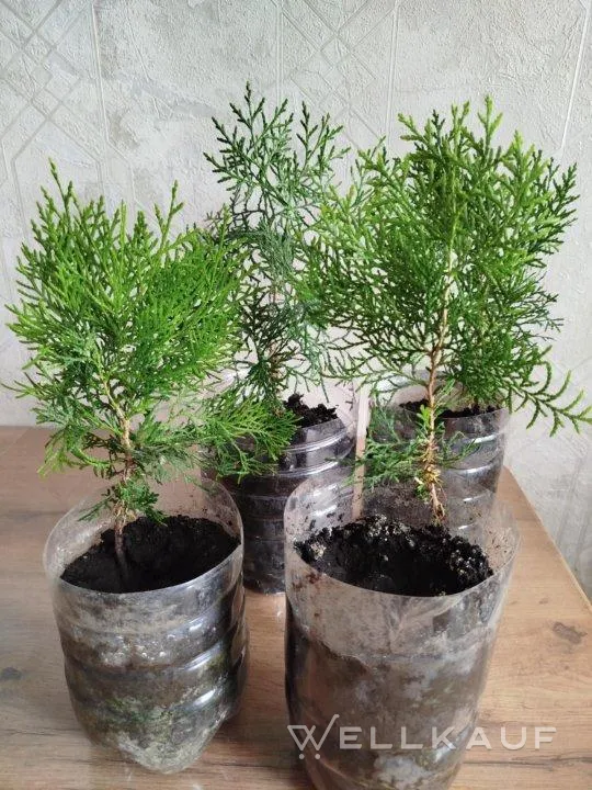 Thuja Setzlinge