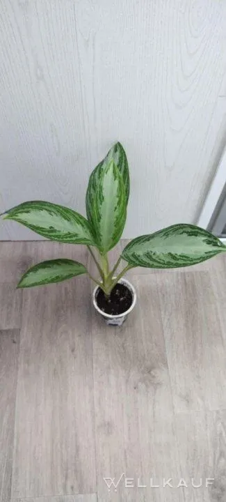 Agloanema