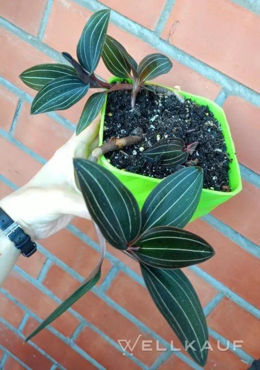 Orchidee