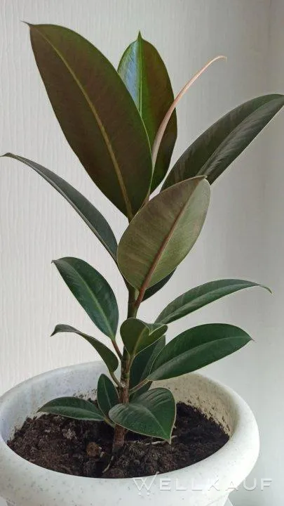 Schicker Ficus