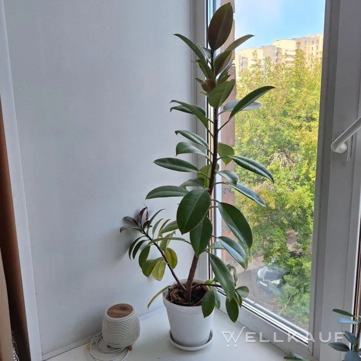 Gummibaum (Ficus elastica)