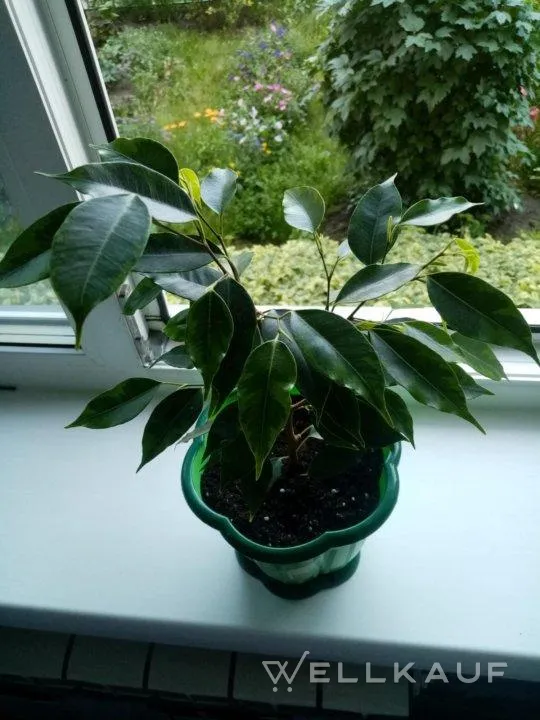 Benjamin Ficus