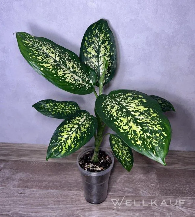 Dieffenbachia