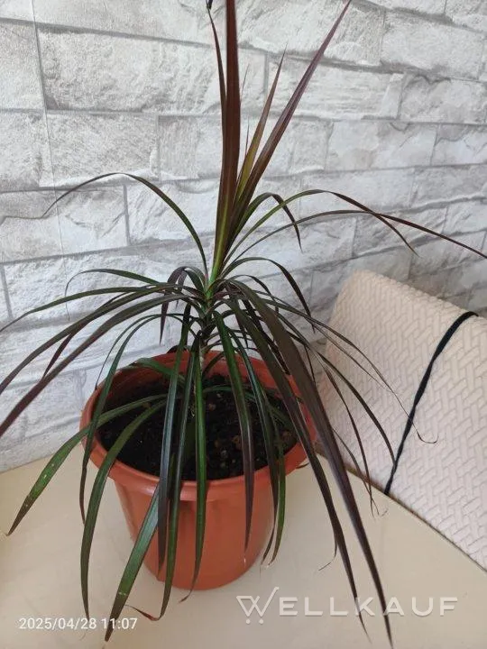 Drachenbaum