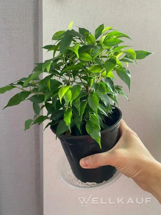 Benjamin Ficus
