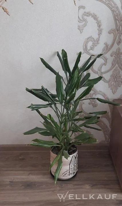 Drachenbaum