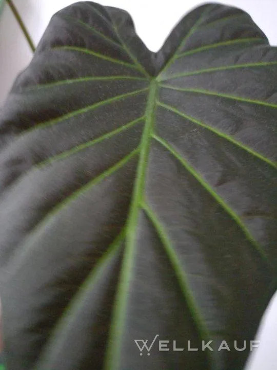 Alokasie 'Regal Shields'.