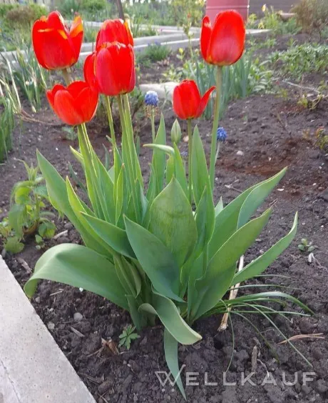 Tulpen