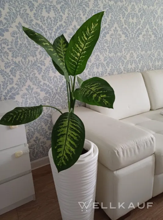 Dieffenbachia