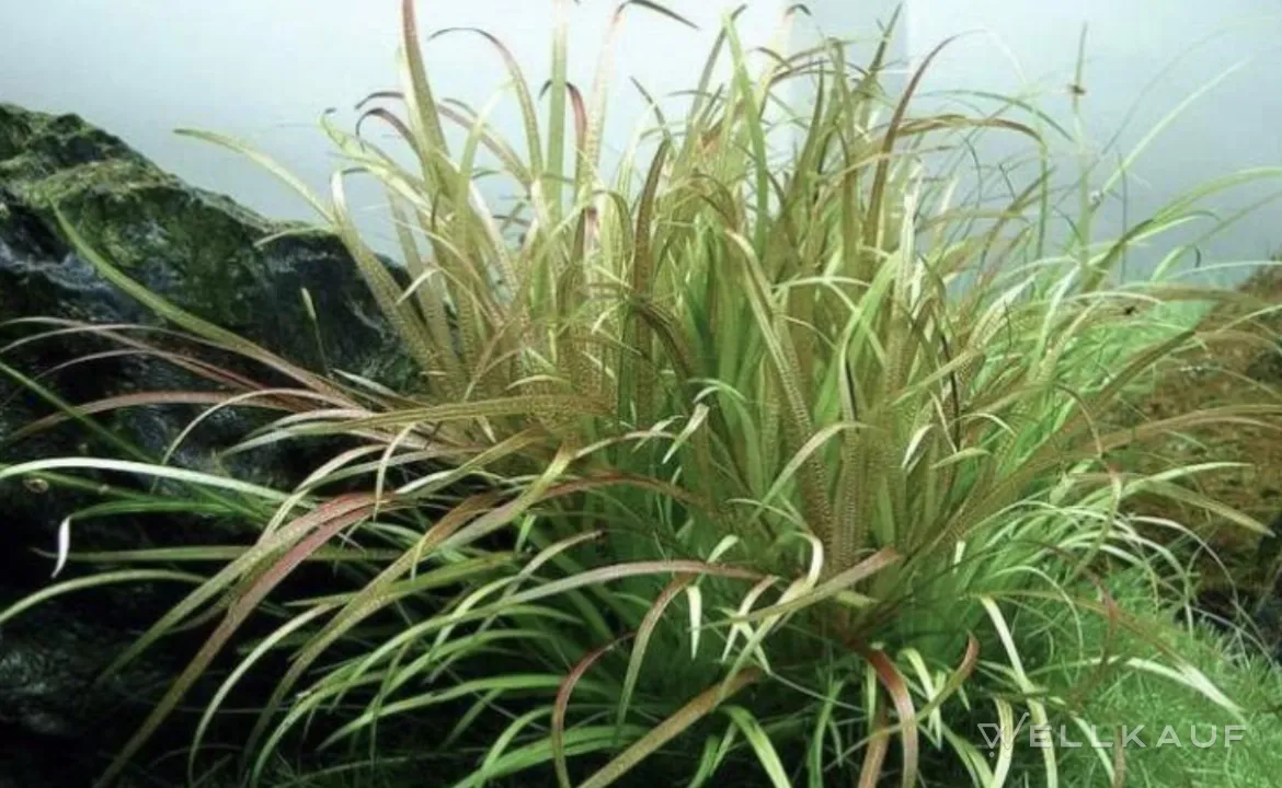 Aquarienpflanzen