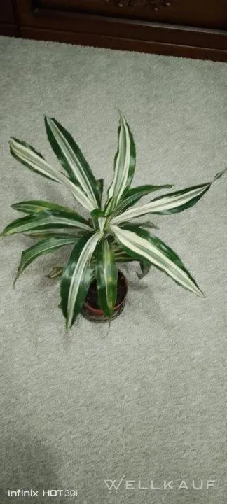 Drachenbaum