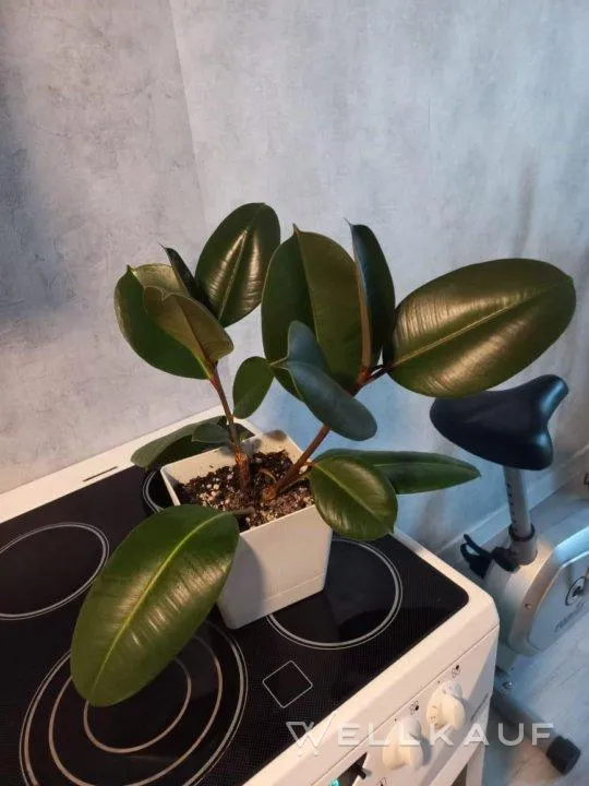 Ficus