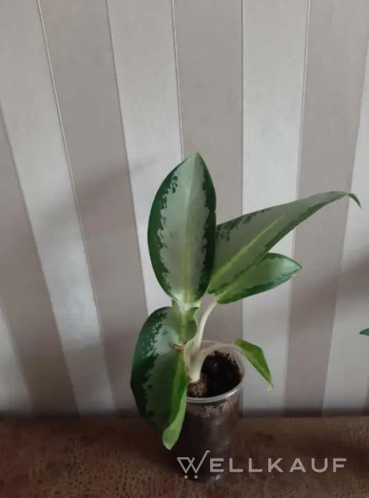 Aglaonema