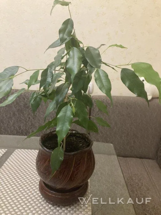 Ficus Benjamin. Dracaena.