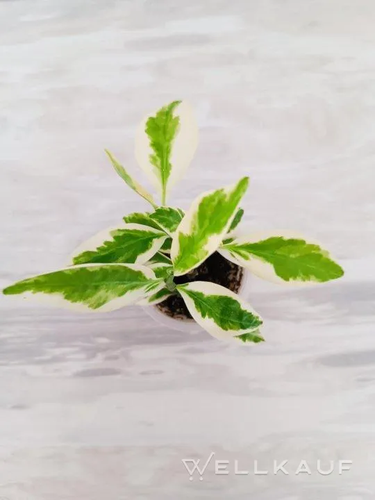 Pedilanthus variegata