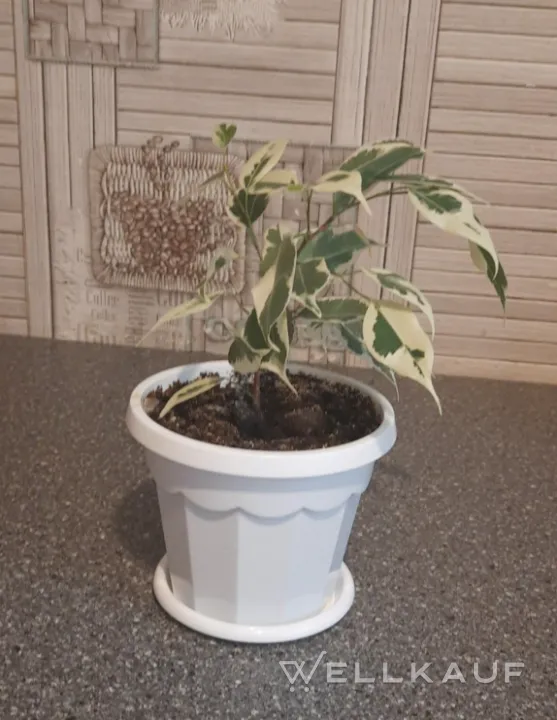 Ficus